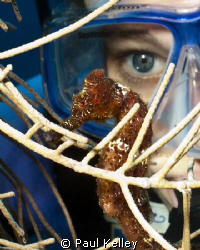 Seahorses were abundant on the our dives in Roatan. Shot ... by Paul Kelley 